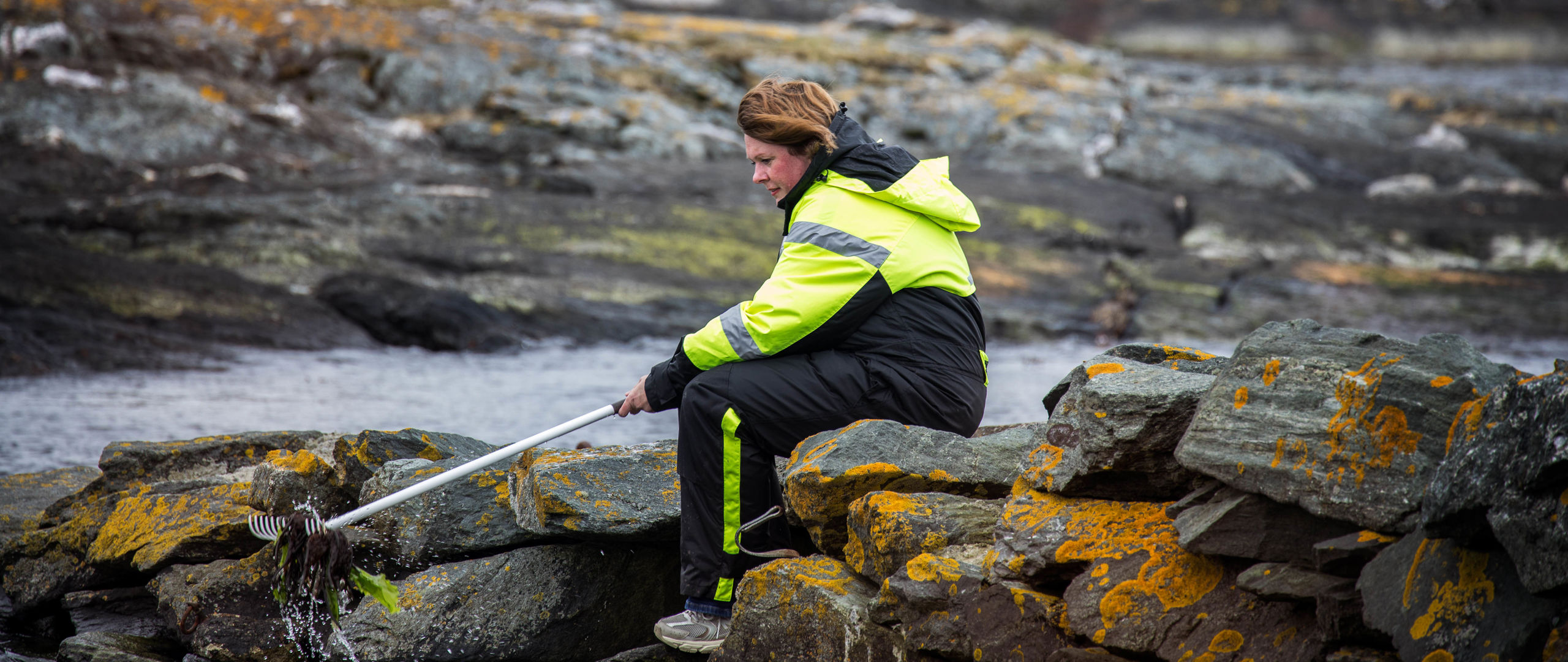 Person som sitter ved havet og henter tang med en rake