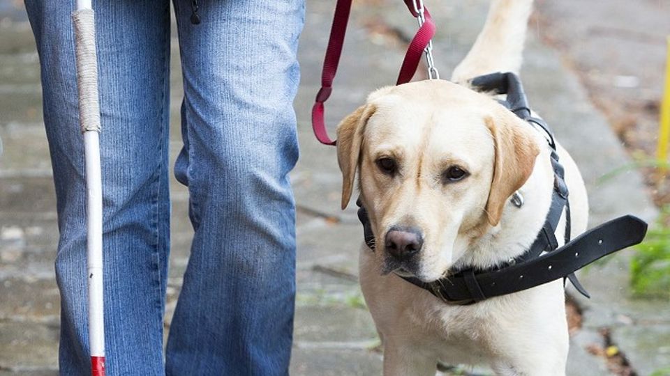 Synshemmet med førerhund